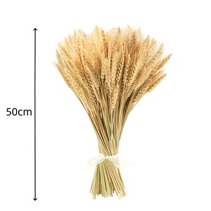 Lúa mì khô 100% tự nhiên, thân thiện với môi trường, bền lâu, dùng trang trí trong nhà và ngoài trời cho hoạt động kinh doanh. - Product Image 5