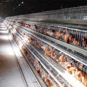 Cage à poules pondeuses pour élevage avicole, batterie de 120 cages à poulets pour l'élevage de poulets - Product Image 2