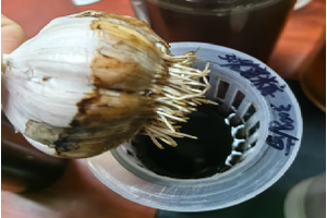 سماد عضوي سائل استخراج الأعشاب البحرية ملحق سارغاسوم أسكوفيليوم نودوسوم الأعشاب البحرية الطبيعية من البحر - Product Image 6