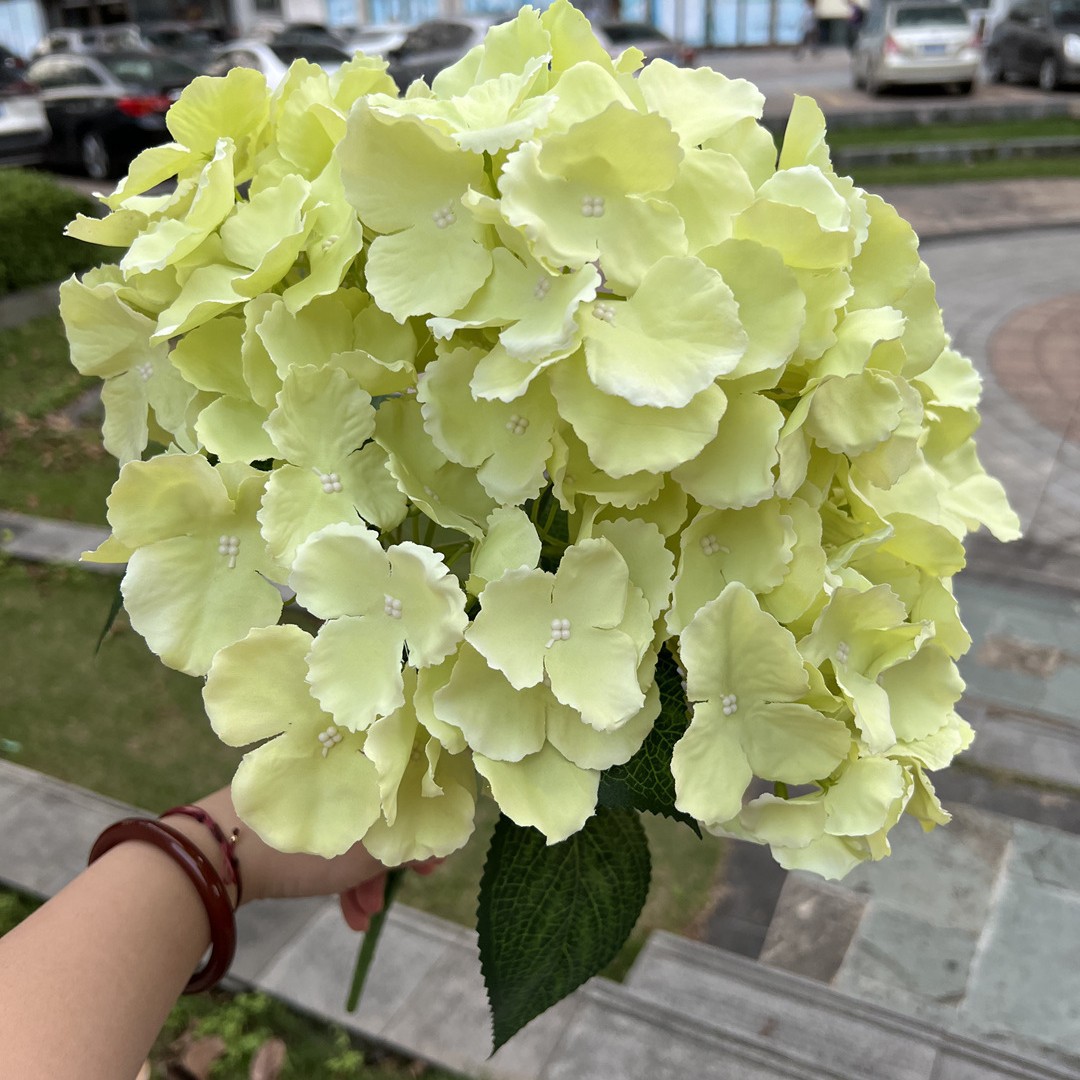 5 tête hortensia mallorca vert
