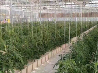 Serre agricole aquaponique hydroponique blanche Système de seaux hollandais avec couvercles pour la culture de tomates, poivrons et concombres