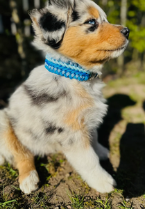 Paracord macramé hecho a mano trenzado entrenamiento cuerda de nailon mascota perro Collar y <span class=keywords><strong>plomo</strong></span> Collier Pour Chien Corde Pit Bull - Product Image 3