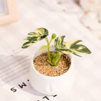 Mini feuille artificielle dans un pot en céramique blanche pour la décoration de balcon de table