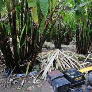Productos de fibra de plátano sostenibles de primera calidad para una vida ecológica - Product Image 1