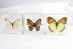 Recursos didácticos, exhibición de artesanías de resina, espécimen de mariposa Real, colección de espécimen preservado de mariposa, regalos para niños - Product Image 6
