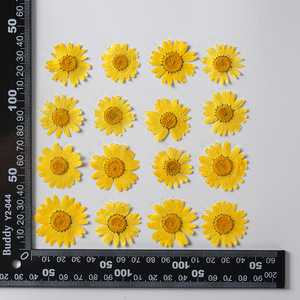 12 pz/confezione Margherite Daisy per Scrapbooking, Resina Epossidica, Bling-bling, <span class=keywords><strong>Fiore</strong></span> Naturale Pressato Ecologico - Product Image 4
