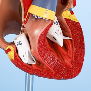 Modelo de Corazón Humano Bestcare, Anatómico y Desmontable, Escala 1:1, Ayuda Didáctica Médica con Trombosis y Vasos Sanguíneos - Product Image 1