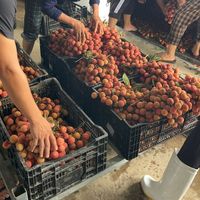 Lichi Fresco Orgánico Dulce de Vietnam, Certificación HACCP, Calidad Premium, Caja de 10 kg, 12 Meses de Duración, Grado Alimenticio, Envío Rápido