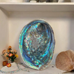 Cabochon en coquille d'ormeau naturelle polie, irisée, coquille de Paua, artisanat décoratif pour l'art populaire - Product Image 2