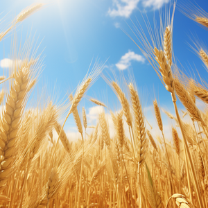 Esens Bubuk <span class=keywords><strong>Malt</strong></span>-Khusus untuk Memanggang Minuman & Kue Rasa <span class=keywords><strong>Malt</strong></span> Kemurnian 99,99% 0,5kg - Product Image 5