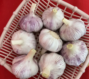 Ail déshydraté violet et blanc disponible, bulbes de 50-60 mm, sacs en filet de 25 kg, non-OGM, saveur intense, pour l'industrie de l'épicerie, directement de l'usine - Product Image 3