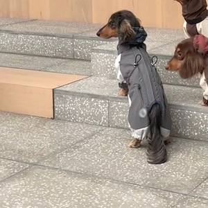 <span class=keywords><strong>Impermeable</strong></span> Personalizado con Capucha para Perros Dachshund, Chaqueta Reflectante para Mascotas de Raza Pequeña - Product Image 6