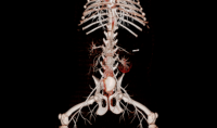Équipement médical EURVET, système de tomodensitométrie numérique de diagnostic à 16, 24, 32, 64 coupes, scanner CT médical
