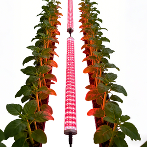 Barre de lumière de culture LED ANDY <span class=keywords><strong>3</strong></span>,0 µmol/<span class=keywords><strong>J</strong></span>, spectre rouge profond, 150 W, lumière de culture LED sous canopée pour la floraison hydroponique - Product Image 5