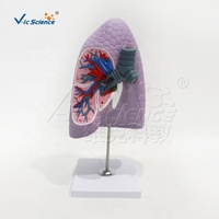 Modello Anatomico del Polmone Destro e dei Bronchi in PVC, Mostra Strutture Interne Dettagliate per l'Insegnamento Medico