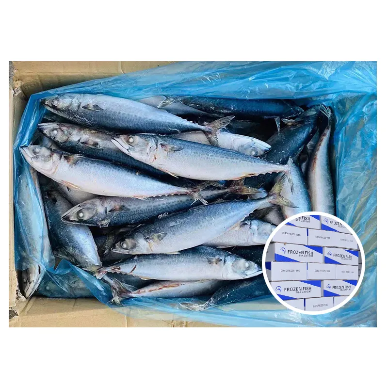 المصدرين ماليزيا [الأرشيف]-منتديات الطائر الأزرق المأكولات البحرية المستوردين أنواع الأغذية <span class=keywords><strong>العضوية</strong></span> سمك مجمد جميع ماكريل المحيط الهادي