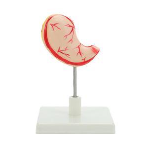 Modèle de stomac humain naturel de grande taille, anatomie du stomac, modèle de stomac, anatomie normale du stomac humain, modèle pédagogique de section transversale du stomac - Product Image 1