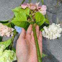 Hoogwaardige real touch latex hortensia bloemen met kleurovergang voor bruiloft, thuis, tafelvaas decoratie en bloemstukken