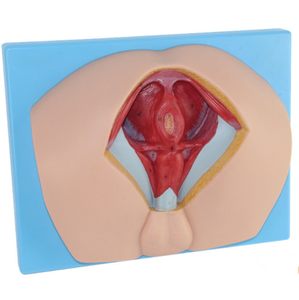 Modelo de Perineo Masculino, Músculos del Suelo Pélvico, PVC, <span class=keywords><strong>Urología</strong></span>, <span class=keywords><strong>Andrología</strong></span>, Anatomía, Modelo Anatómico, Enseñanza Médica, Clase de Enseñanza, CE/ISO - Product Image 4