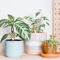 15 pièces marqueurs de plantes en bois drôles personnalisés pour fleurs succulentes plantes de verdure étiquettes imperméables étiquettes de plantes en bois extérieur intérieur