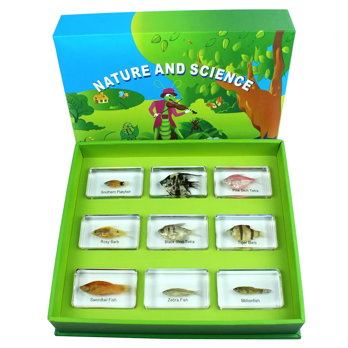 Insect Specimen Kit Biological Educational Equipment School Teaching Resources Learning Natural