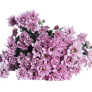 60-80厘米长茎喷菊花浅粉色薰衣草鲜切花情人节礼物