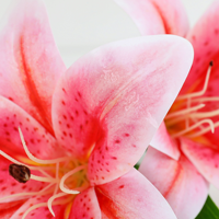 Bunga Lily Artificial Real Touch Grosir 72cm, Bunga Lily Palsu dengan 2 Bunga untuk Dekorasi Pernikahan, Dekorasi Rumah, Pasokan Grosir