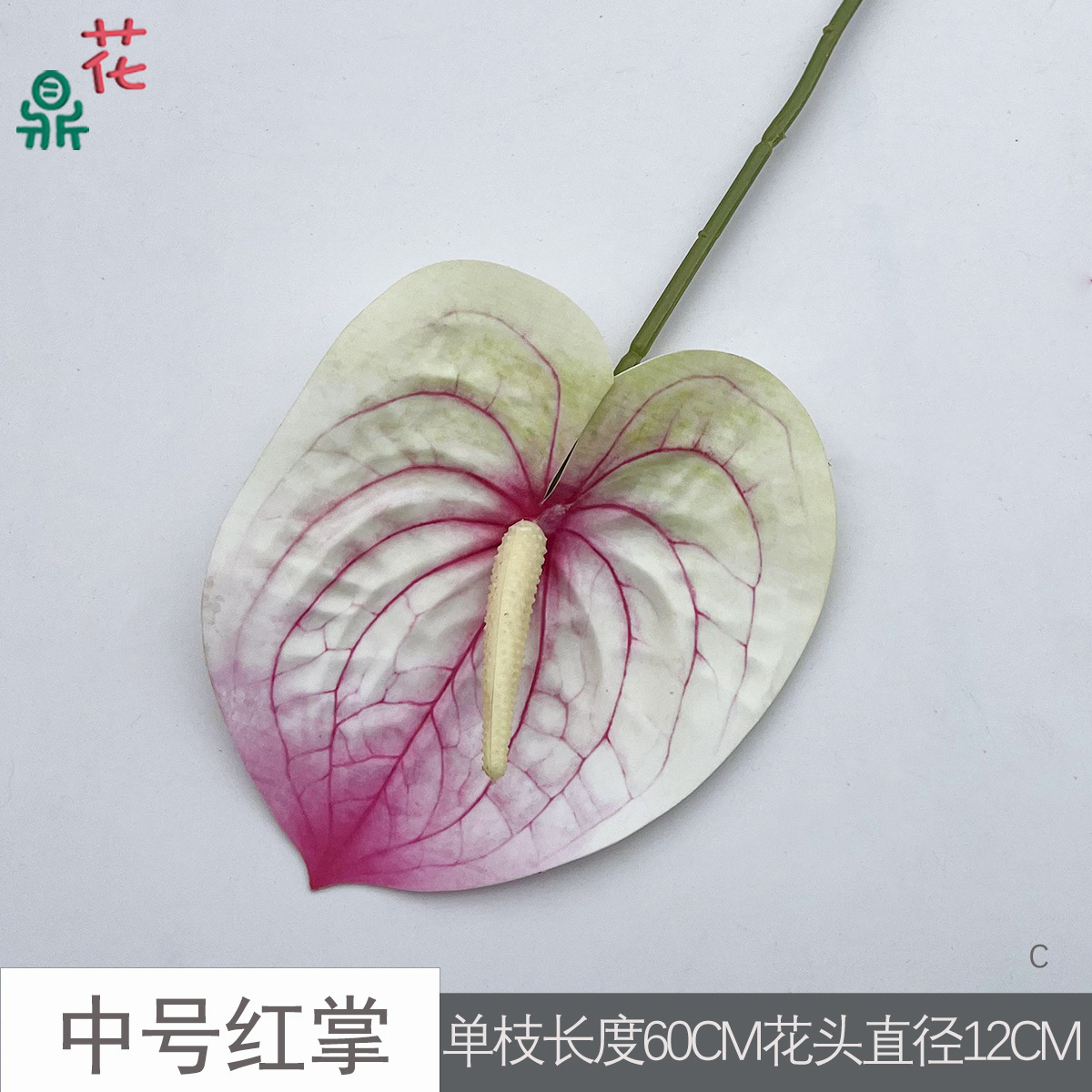 Anthurium rouge de taille moyenne C 12 blanc veiné rose