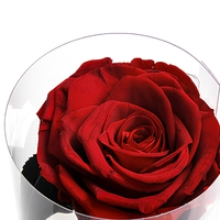 Rose Éternelle Personnalisée pour Festival, Branche Unique, Bouquet de Fleurs Éternelles, Rose Préservée avec Tige