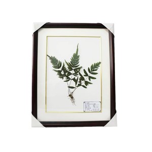Artificially collected and meticulously prepared <b>plant</b> specimens, beautifully <b>framed</b>, showcasing herbarium specimens of Chinese - Product Image 1