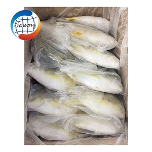 ปลาปอมป์ฟรีต ปลาทองคำแช่แข็ง น้ำหนัก 200-300 กรัม อาหารทะเลสด ขายส่ง - Product Image 6