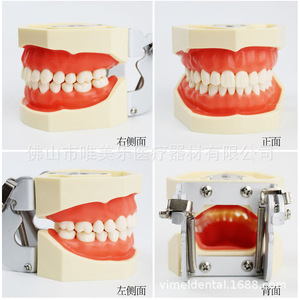 Modelo Dental de Goma Blanda para Práctica de Preparación Dental con Diente Extraído de Resina Reemplazable para Limpieza y Obturación de Dientes - Product Image 6