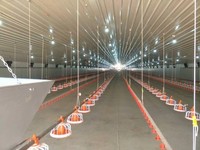BOOST BST-POULTRY Nouveau Kit Complet d'Équipement d'Élevage en Plastique pour Poulets, Vente Directe Fabricant, Mangeoire Entièrement Automatique