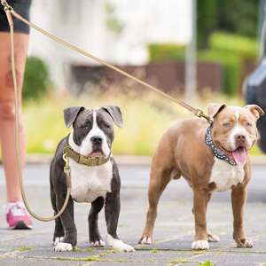 Correas de Alta Calidad para Perros, Correas Resistentes Personalizadas para Dos Perros - Product Image 5