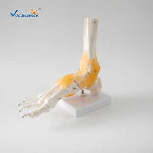 Modelo Anatómico de Pie <span class=keywords><strong>Humano</strong></span> a Tamaño Natural con <span class=keywords><strong>Tobillo</strong></span> y Articulaciones Ligamentosas Vic Science VCM-113A - Product Image 3