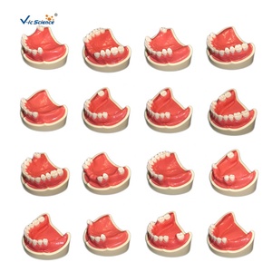 Modèle de dents humaines fournitures dentaires modèle manquant de dents avec 32 pièces/ensemble modèle d'éducation des sciences médicales - Product Image 3