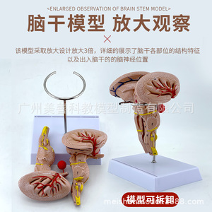 Modèle d'amplification du tronc cérébral, modèle du tronc cérébral, modèle anatomique du tronc cérébral, modèle cérébral, modèle d'artère cérébrale, modèle cérébral - Product Image 4