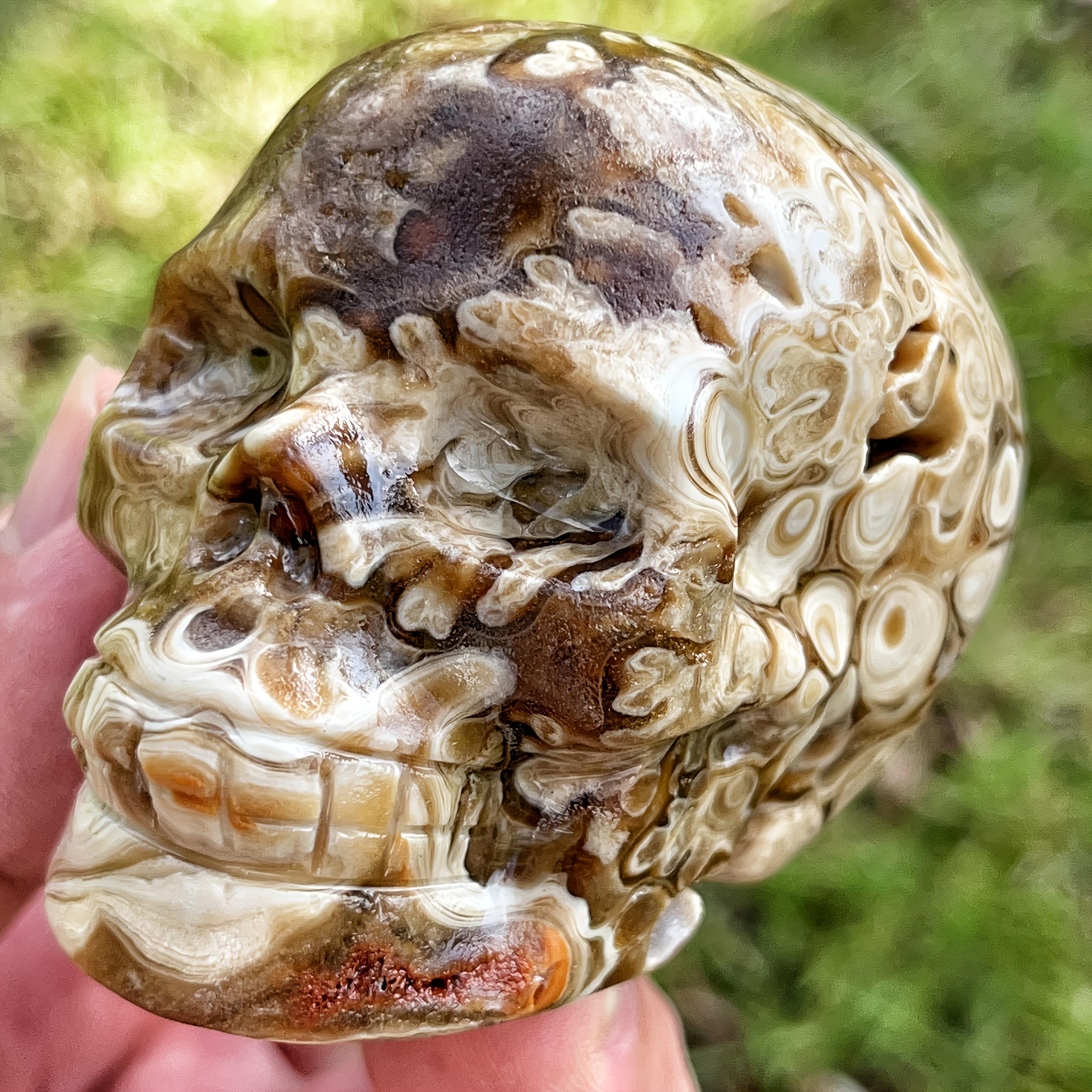 กะโหลกแคลไซต์ช็อกโกแลต