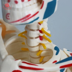 Modello di anatomia della scienza medica modello di scheletro umano 85cm FRT011 mezzo muscolo e mezzo legamento - Product Image 6