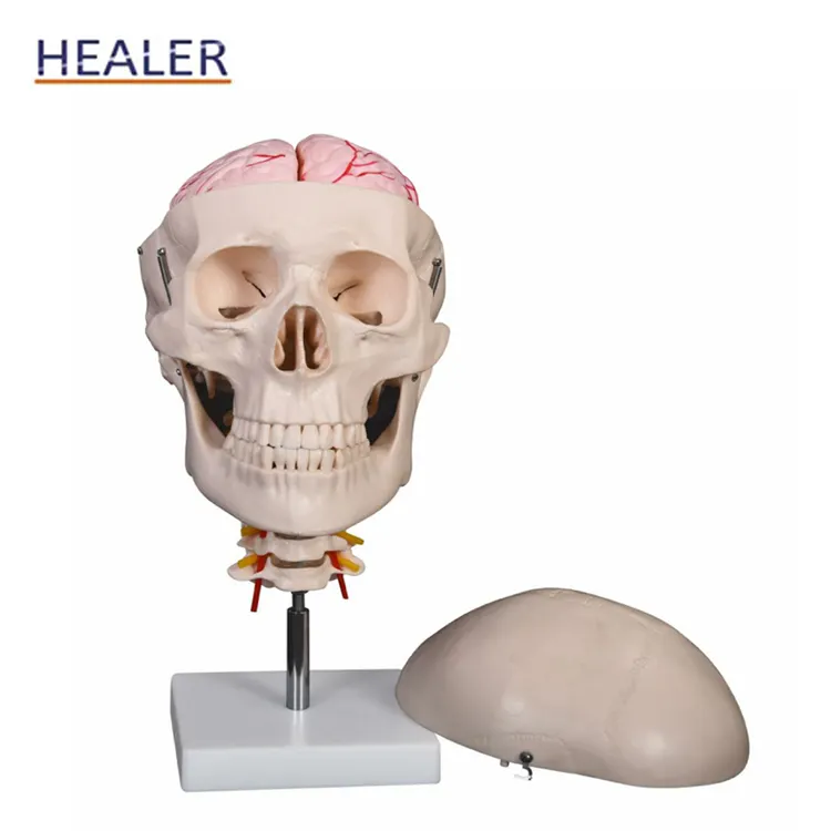 Human Anatomisch 8 Onderdelen Hersenen En Cervicale Schedel Skelet Model