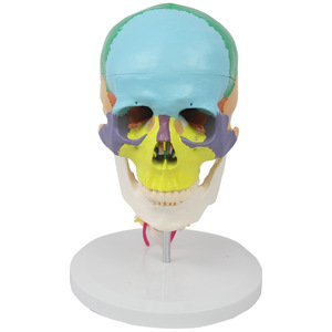 Modèle de vertèbres cervicales en 7 sections avec crâne coloré, modèle de crâne humain, modèle pédagogique orthopédique - Product Image 4