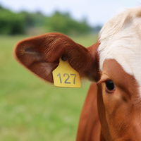 Prix d'usine – Étiquettes d'oreille en TPU pour bovins, résistantes à la déchirure et aux UV, taille extra large