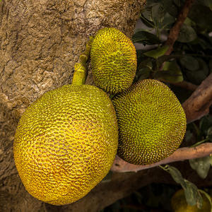 ต้นขนุนเทียมคุณภาพสูงสำหรับตกแต่งห้างสรรพสินค้าโรงงานประดิษฐ์ระดับพรีเมียม - Product Image 4