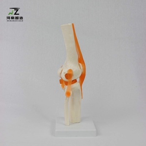 Modelo de Función de Articulación de Rodilla Humana, Modelo de Articulación Esquelética Humana - Product Image 4