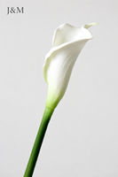 Fleurs artificielles décoratives en PU Calla Lily, grande taille 65CM, vente en gros, haute qualité, toucher réel, blanc et violet, collection 2026