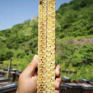 Arı sütü - Product Image 3