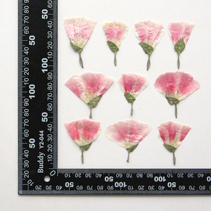 ขายส่ง<span class=keywords><strong>ดอกไม้</strong></span> DIY ลาก่อน<span class=keywords><strong>แห้ง</strong></span>กับดอกไม้ฤดูใบไม้ผลิสําหรับการทําเทียนเล็บเรซิ่นและการตกแต่งเคสโทรศัพท์มือถือ - Product Image 3