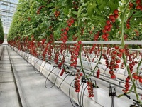 Serre en verre commerciale intelligente pour l'agriculture avec système hydroponique pour les légumes, projet clé en main