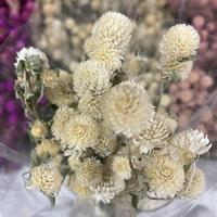 Globe amarante séchée en gros, Gomphrena multicolore naturelle, Gomphrena Globosa séchée pour la décoration intérieure