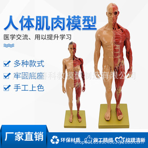 Modèle de muscle humain, tissu, squelette, modèle anatomique, modèle pédagogique pour étudiants en médecine, vente directe du fabricant. - Product Image 4